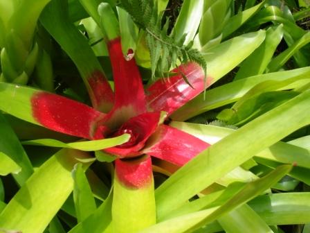 zoo flower hilo